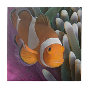 Westlicher Clown-Anemonenfisch Fliese