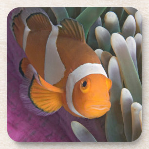 Westlicher Clown-Anemonenfisch Getränkeuntersetzer