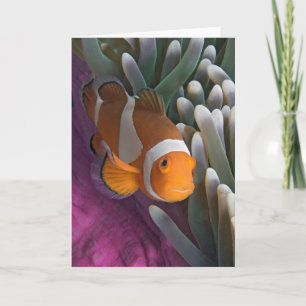 Westlicher Clown-Anemonenfisch Karte