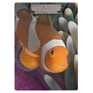 Westlicher Clown-Anemonenfisch Klemmbrett
