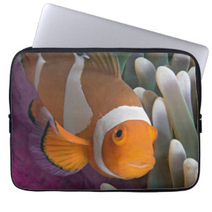 Westlicher Clown-Anemonenfisch Laptopschutzhülle