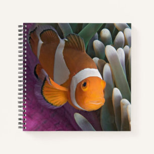 Westlicher Clown-Anemonenfisch Notizblock