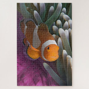 Westlicher Clown-Anemonenfisch Puzzle