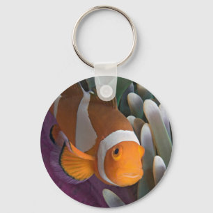 Westlicher Clown-Anemonenfisch Schlüsselanhänger