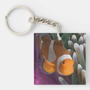 Westlicher Clown-Anemonenfisch Schlüsselanhänger