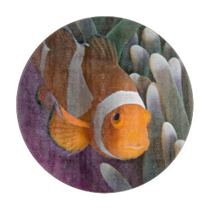 Westlicher Clown-Anemonenfisch Schneidebrett