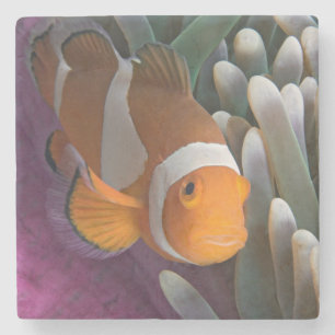 Westlicher Clown-Anemonenfisch Steinuntersetzer