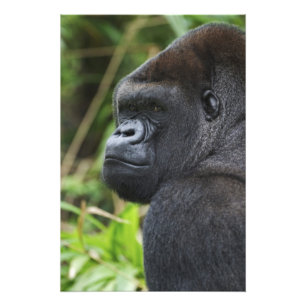 Westlicher Flachlandgorilla, Gefangener Gorilla Fotodruck
