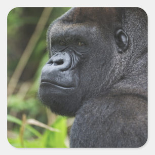 Westlicher Flachlandgorilla, Gefangener Gorilla Quadratischer Aufkleber