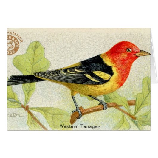 Westlicher Tanager (Vorderseite (Horizontal))