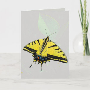 Westlicher Tiger-Schwalbenschwanz-Schmetterling &  Karte