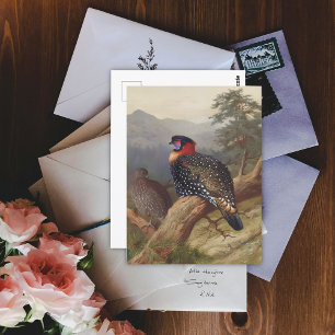 Westlicher Tragopan, Vogelillustrationen Postkarte