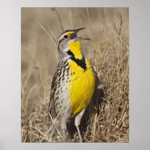 Westschnäpper-Lerchenstärling (Sturnella neglecta) Poster