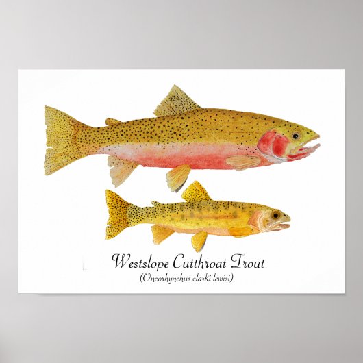 Westslope Cutthroat Trout Artwork Poster (Vorne)