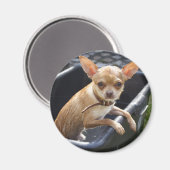 Wet Chihuahua Magnet (Vorderseite/Rückseite)