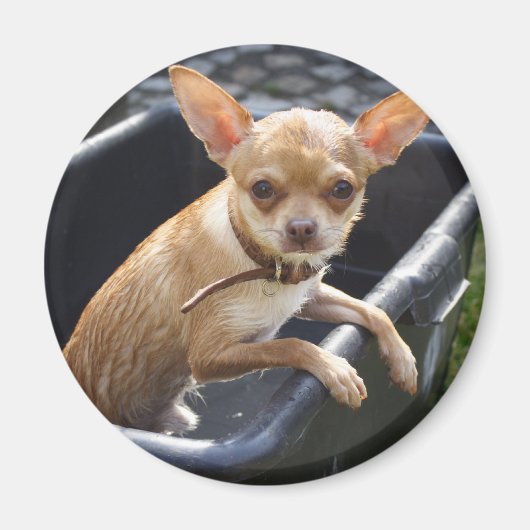Wet Chihuahua Magnet (Vorne)