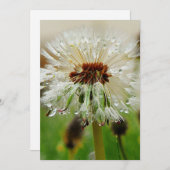 Wet Dandelion Feiertagskarte (Vorne/Hinten)