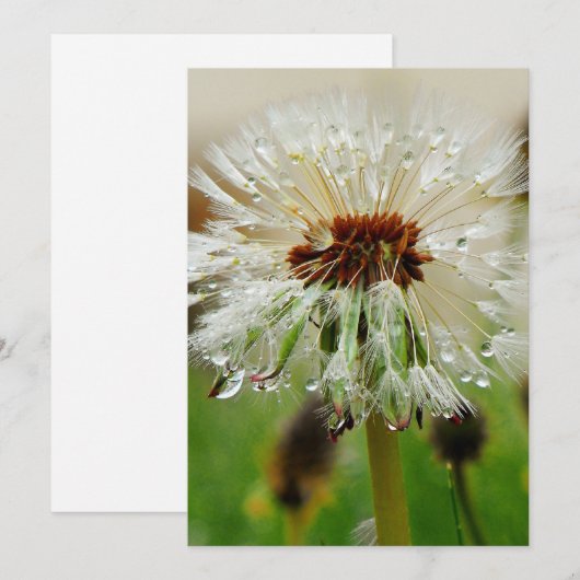 Wet Dandelion Feiertagskarte (Vorne/Hinten)
