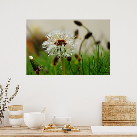 Wet Dandelion Poster (Küche)