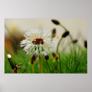 Wet Dandelion Poster