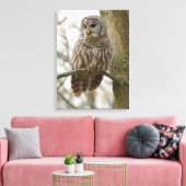 Wet Feathers Barred Owl Alert sucht Beute Leinwanddruck (Insitu (Wohnzimmer))