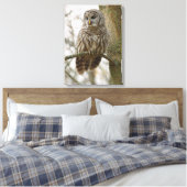 Wet Feathers Barred Owl Alert sucht Beute Leinwanddruck (Insitu (Schlafzimmer))