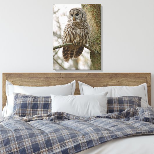 Wet Feathers Barred Owl Alert sucht Beute Leinwanddruck (Insitu (Schlafzimmer))