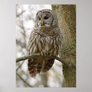Wet Feathers Barred Owl Alert sucht Beute Poster