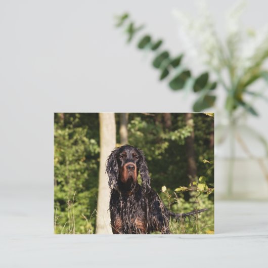 Wet Gordon Setter Postkarte (Stehend Vorderseite)