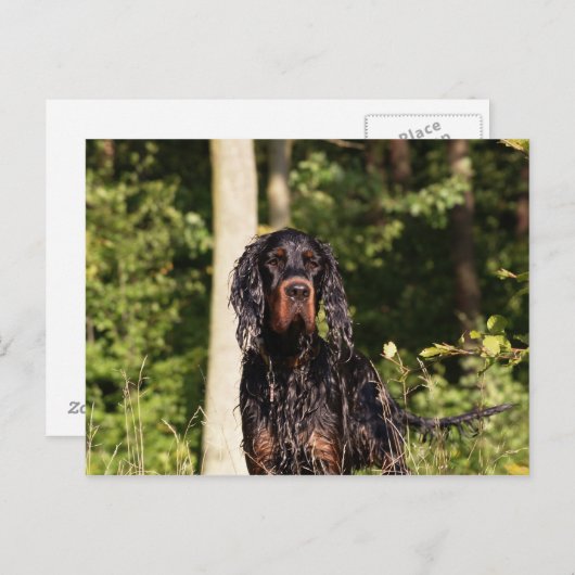 Wet Gordon Setter Postkarte (Vorne/Hinten)