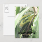 Wetar Island Viper Postkarte (Vorne/Hinten)