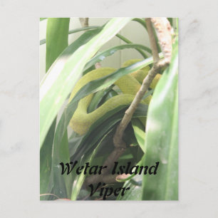 Wetar Island Viper Postkarte