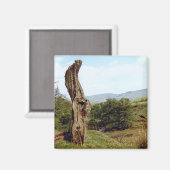 Wetterbaum im britischen Peak District Magnet (Vorderseite/Rückseite)