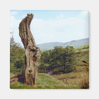 Wetterbaum im britischen Peak District Magnet
