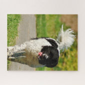 Wetterhoun Dog Jigsaws. Puzzle (Horizontal)