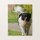 Wetterhoun Dog Jigsaws. Puzzle (Vertikal)
