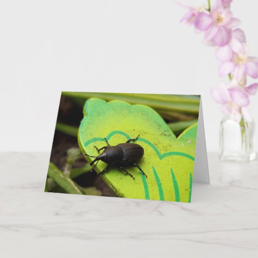 Wevil , Käfer , Curculionoidea , Bug Karte (Orchidee)