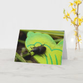 Wevil , Käfer , Curculionoidea , Bug Karte (Gelbe Blume)