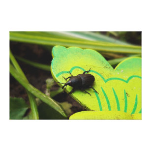 Wevil , Käfer , Curculionoidea , Bug Leinwanddruck