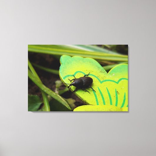 Wevil , Käfer , Curculionoidea , Bug Leinwanddruck (Vorderseite)