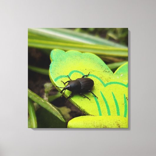 Wevil , Käfer , Curculionoidea , Bug Leinwanddruck (Vorderseite)