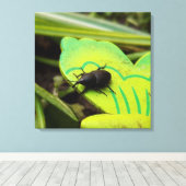 Wevil , Käfer , Curculionoidea , Bug Leinwanddruck (Insitu (Holzboden))