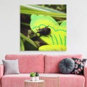 Wevil , Käfer , Curculionoidea , Bug Leinwanddruck (Insitu (Wohnzimmer))