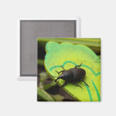 Wevil , Käfer , Curculionoidea , Bug Magnet (Vorderseite/Rückseite)
