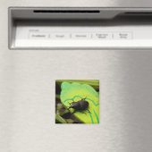 Wevil , Käfer , Curculionoidea , Bug Magnet (In Situ (Geschirrspüler))