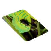 Wevil , Käfer , Curculionoidea , Bug Magnet (Rechte Seite)