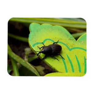 Wevil , Käfer , Curculionoidea , Bug Magnet