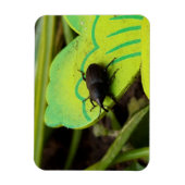 Wevil , Käfer , Curculionoidea , Bug Magnet (Vertikal)