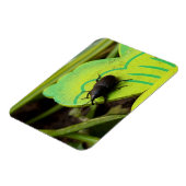 Wevil , Käfer , Curculionoidea , Bug Magnet (Linke Seite)