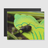 Wevil , Käfer , Curculionoidea , Bug Magnetkarte (Vorne/Hinten)